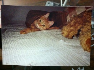 kitty in a lunch bag